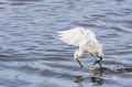 Snowy-Egret;Egret;Egretta-thula;One;one-animal;avifauna;bird;birds;feather;feath